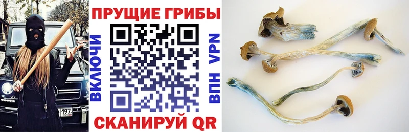 цена наркотик  Бакал  Галлюциногенные грибы мицелий 